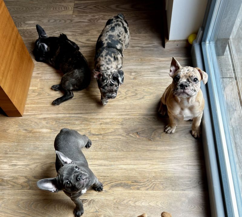 Französische BulldoggeBoston Terrier Mix Welpen suchen ihren Traumplatz!! in Tuntenhausen