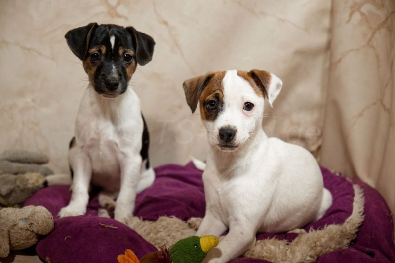 Jack Russel Welpen Nrw