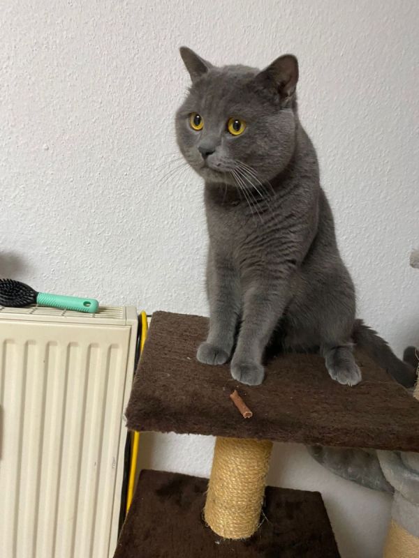Britisch Kurzhaar Kaufen In Der Nähe Britisch Kurzhaar Kater Männchen männlich british Katze in Frankfurt am