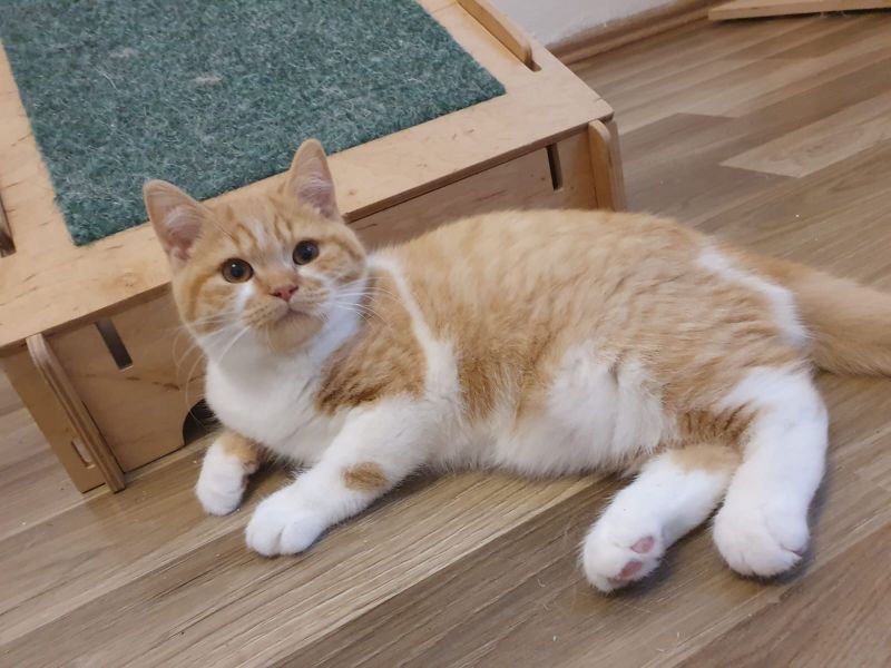 Bkh Rot BKH Kitten mit Stammbaum in rot und rot weiß in Iserlohn (Nordrhein ...