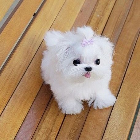 Männlicher maltesischer Welpe in Stuttgart (BadenWürttemberg) // Snautz.de