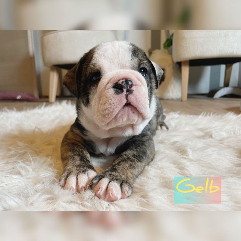 Kaufen Englische Bulldogge