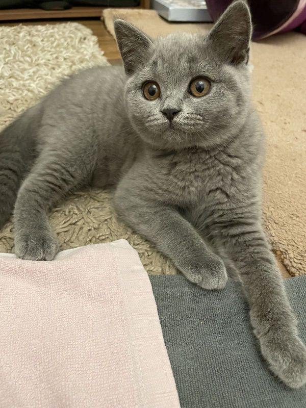 Britisch Kurzhaar Kaufen In Der Nähe Britisch Kurzhaar Kitten mit Stammbaum in Berlin (Berlin) // Snautz.de