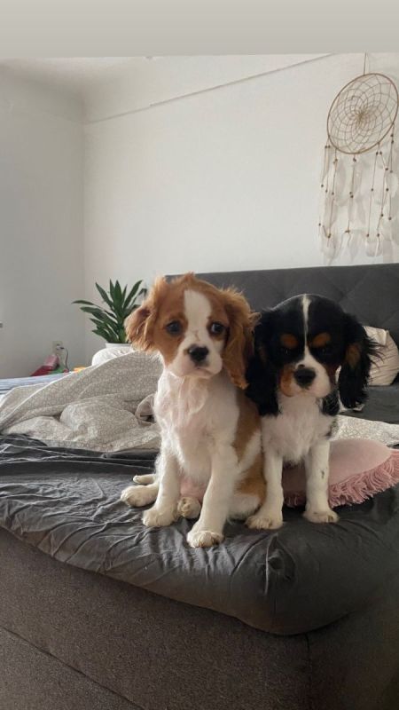Cavalier King Charles Welpen In Not Cavalier King Charles Spaniel Welpen in Neuötting (Bayern) // Snautz.de