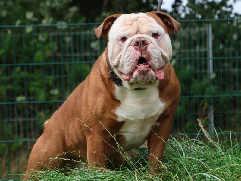 Olde English Bulldogge Rare British Bulldog Brindle English