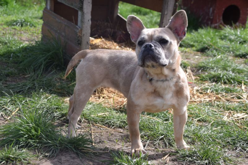 Alicent, lebensfrohe, liebe, freundlich Französische Bulldogge - Mix