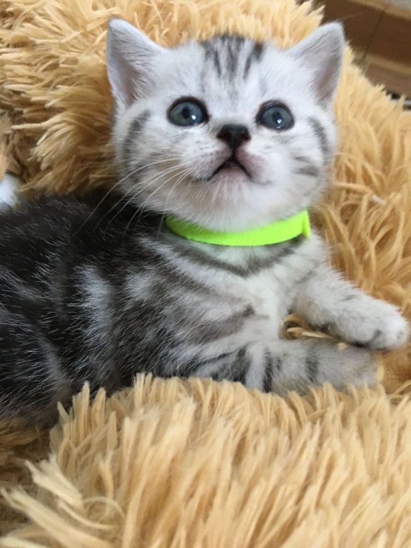 Britisch Kurzhaar Kaufen In Der Nähe Britisch Kurzhaar Kitte Black Silver Tabby Weibchen in Rostock