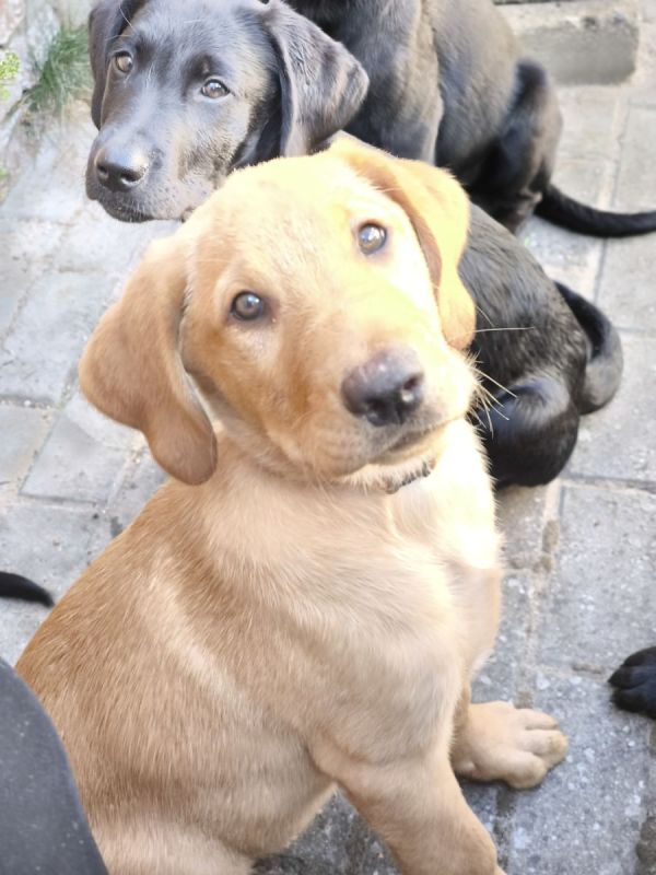 Labrador Schäferhund mix in Hammer a. d. Uecker (MecklenburgVorpommern) // Snautz.de