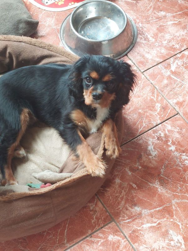 Cavalier king charles spaniel welpen in Steinberg (Sachsen) // Snautz.de
