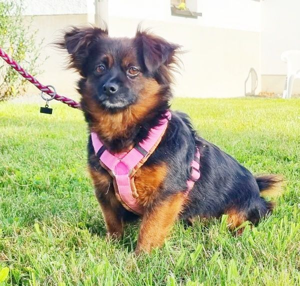 POFULL Chihuahua Kosmetiktasche – Süße Reisetasche Mit Peace-Love-Chihuahua-Motiv