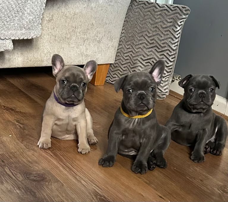 Franzosisch Bulldogge Mix Welpen