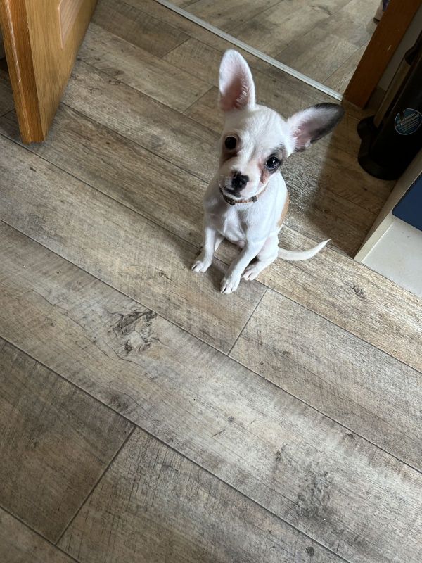 Chihuahua französische Bulldogge in Halberstadt (SachsenAnhalt) // Snautz.de