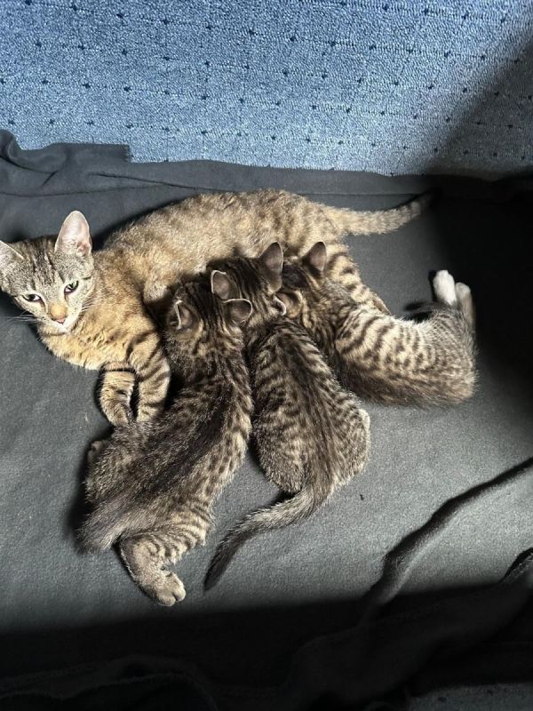 Katzen Kaufen Bremen