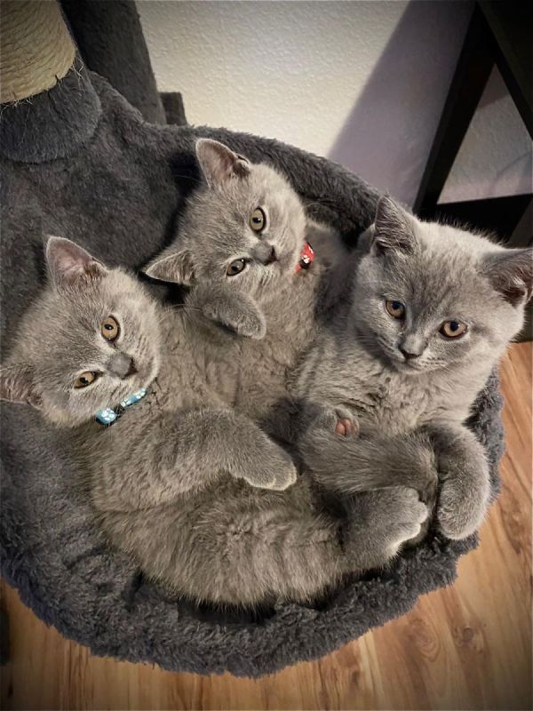 Britisch Kurzhaar Kaufen In Der Nähe Britisch Kurzhaar Kittens in Oranienbaum-Wörlitz (Sachsen-Anhalt