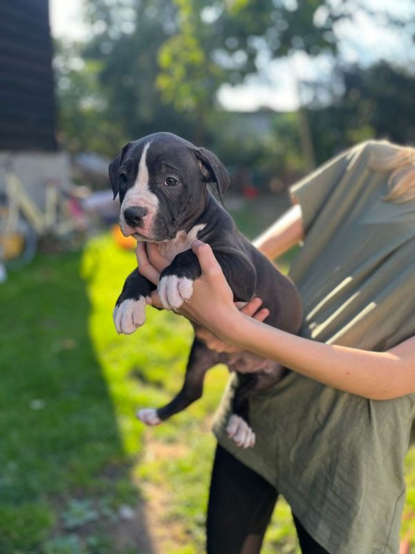Supersüße American bully Welpen in Bentzin (Mecklenburg-Vorpommern ...