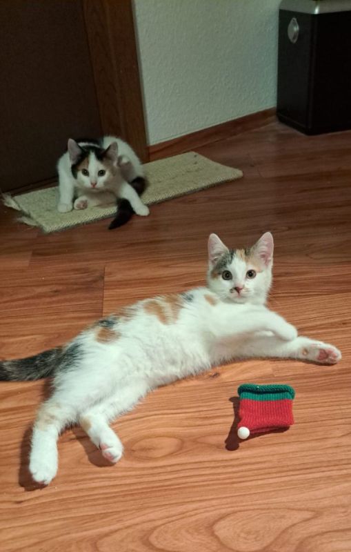 Calico Katzen zu verschenken in Kritzow (MecklenburgVorpommern