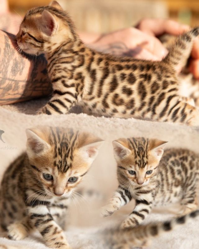 Bengal Katzen Gunstig Kaufen