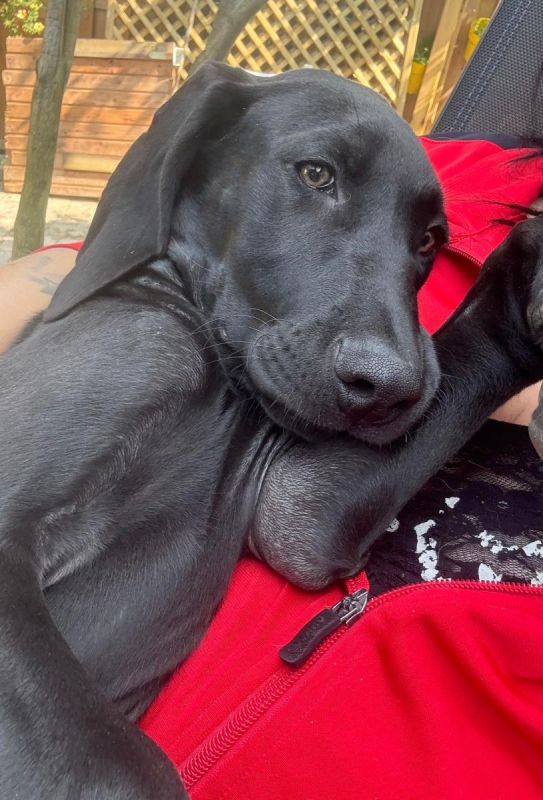Weimaraner Mix Hündin in Regen (Bayern) Snautz