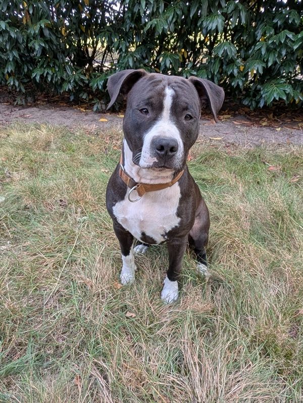 Bene, Staffordshire Terrier, geb. 2025, su. aktive Menschen, gerne mit ...