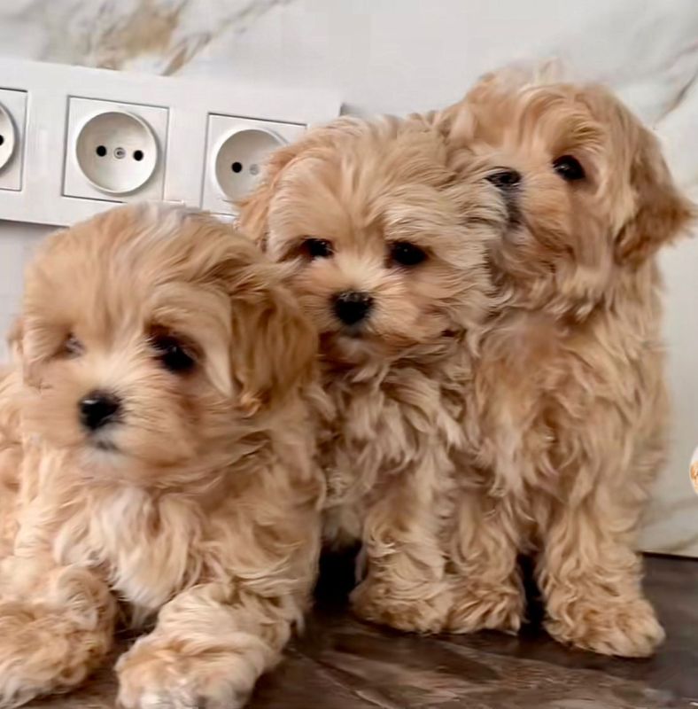 Maltipoo Welpen In Hamburg