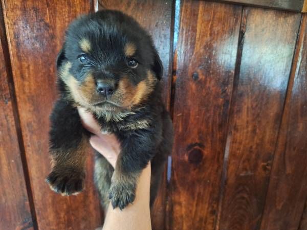 10 Wochen alter Rottweiler Welpe - Weiblich / Männlich in Hamburg ...