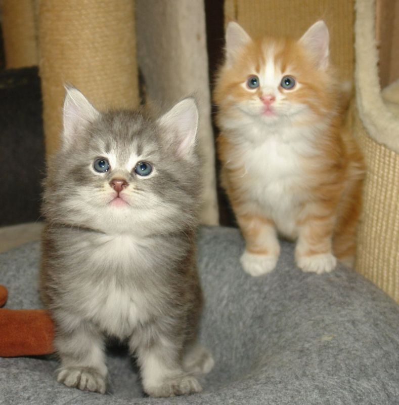 Norwegische Waldkatzen in Reichenbach/O.L. (Sachsen) Snautz