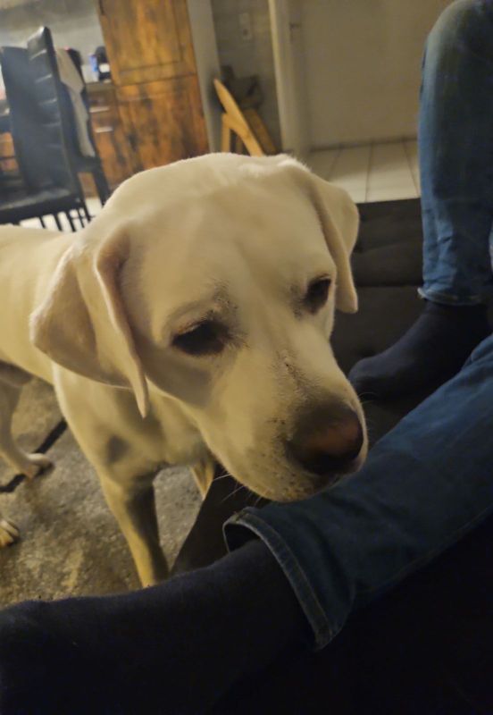 Hunderasse Retriever Weiser Labrador Retriver in Hohentengen am Hochrhein (Baden-Württemberg ...