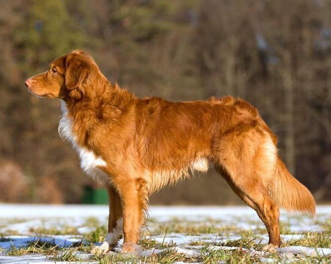 Nova Scotia Duck Tolling Retriever Charakter Wesen Snautz de nova-scotia-duck-tolling-retriever-charakter-wesen-snautz-de