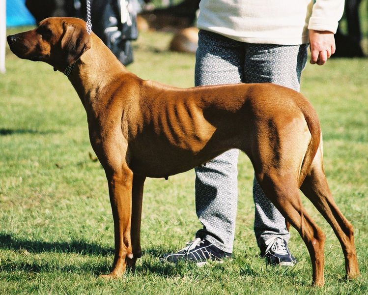 Hunderasse Rhodesian Ridgeback - Charakter & Wesen // Snautz.de