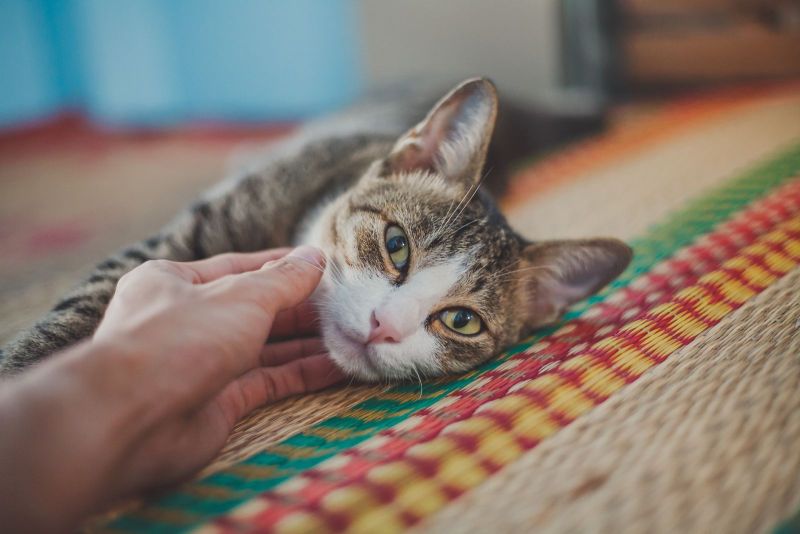 Katze alleine halten Einzelhaltung und ihre Herausforderungen // Snautz.de