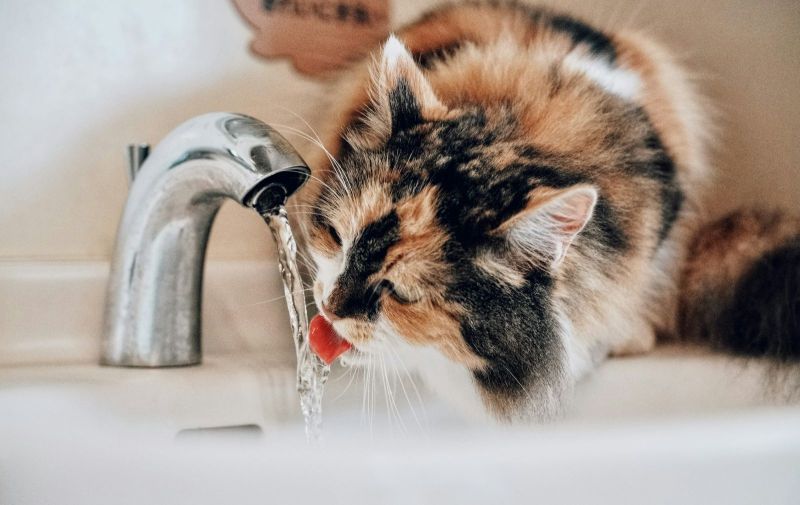 Katze trinkt nicht Die besten Tipps, um Ihre Katze zum Trinken zu animieren // Snautz.de