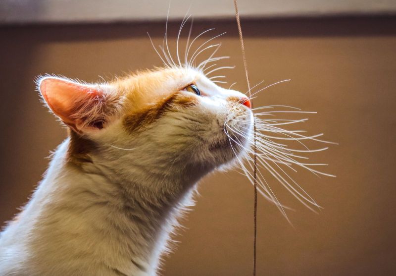 Was Passiert Wenn Man Katzen Die Schnurrhaare Abschneidet www.snautz.de