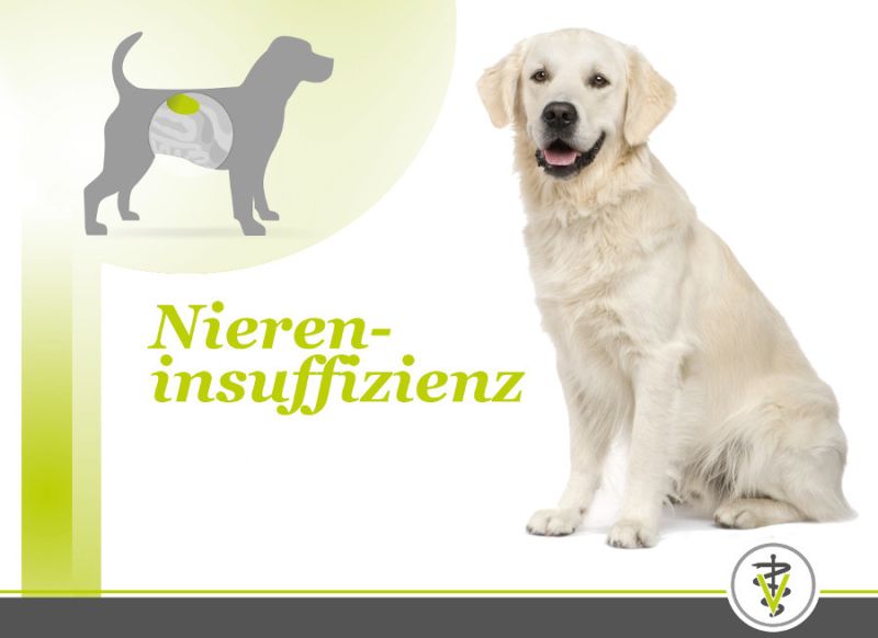Warum Zittern Hunde Bei Niereninsuffizienz www.snautz.de