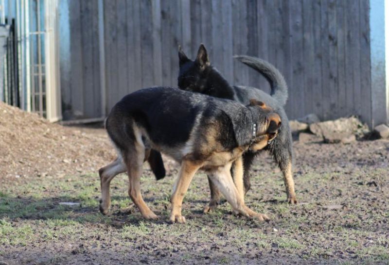 Tier Raufen Wenn Hunde raufen // Snautz.de
