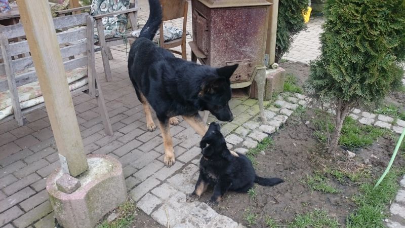 Tier Raufen Wenn Hunde raufen // Snautz.de