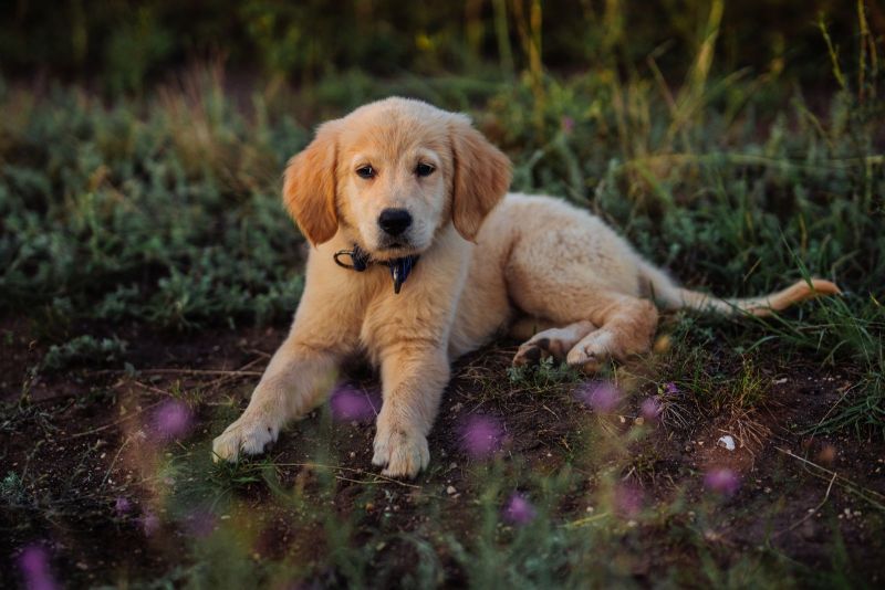 Rit Rever Golden Retriever-Welpen kaufen & verkaufen Snautz