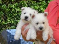 von den Steigerwaldhöh´n