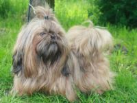 vom kleinen Mandarin