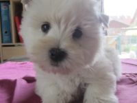 von Gerber´s weißen Tigern