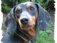 von den Dombergspatzen