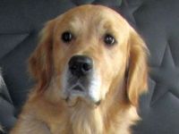 Angel of Karin's golden Family