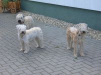 Wheaten vom Wolfshorst