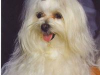 of little Heartbreaker´s