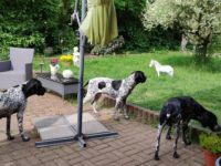 de la Foret du Spessart