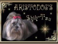 Aristodog`s Shih-Tzu