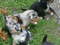 Trainingsstall Leckebusch