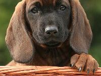 von Militzer´s Meute