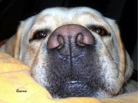 Hundeschule: Antijagd-Training, Erziehung. WW, rlp