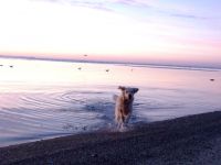 Hundepension Schleusenkate