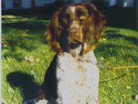 Manu´s Hundeschule in München